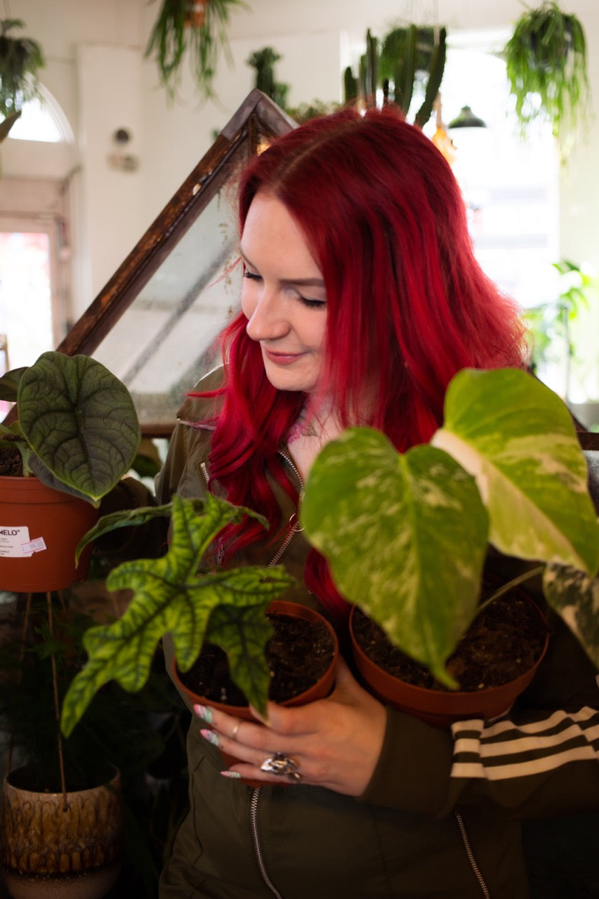 ivy and the wolf, the vaults collective, Sanne Wigbels, Crystal Palace plant shop