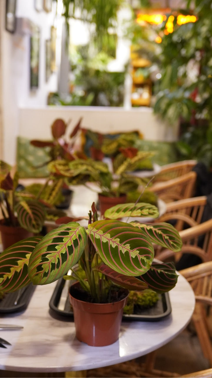 Kokedama Workshop
